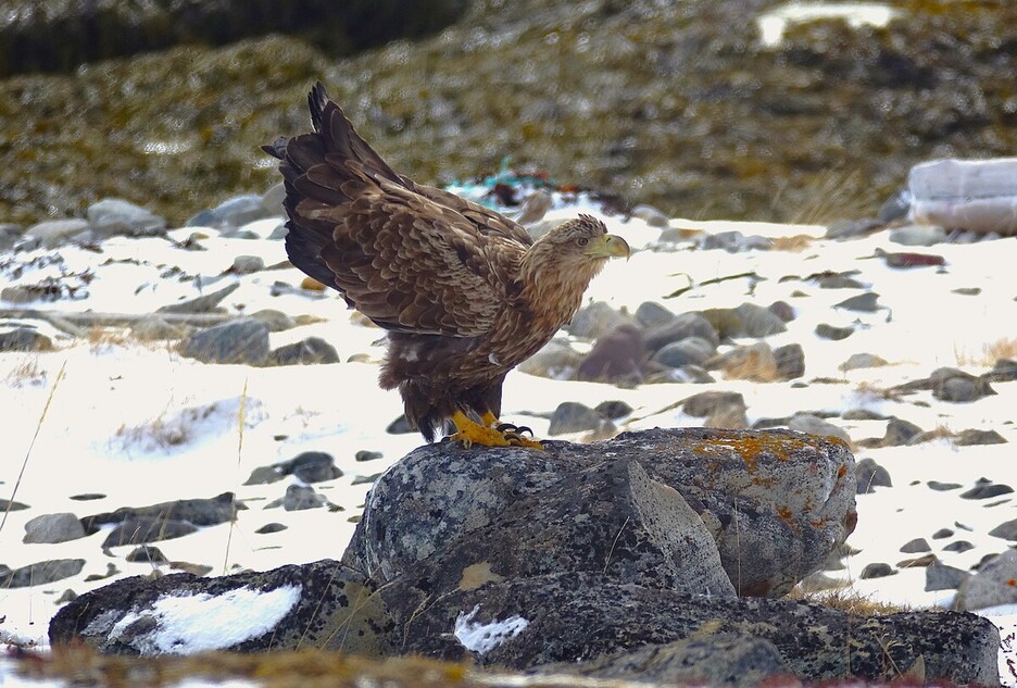 Itsas arrano buztanzuria (Haliaeetus albicilla).