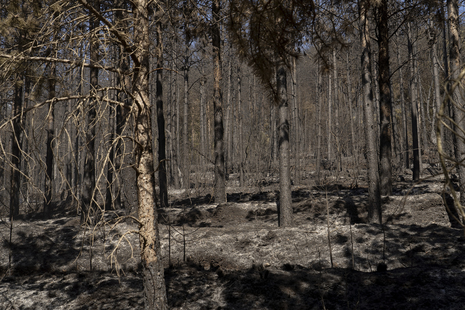 Un bosque calcinado.