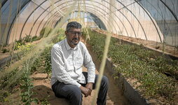 Taleb Brahim muestra sus cultivos en el campo de refugiados saharauis de Tinduf.