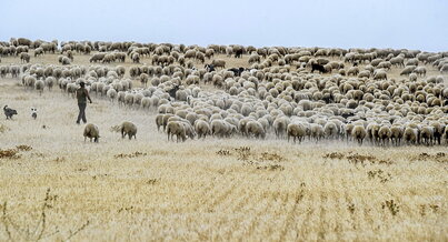 Trashumancia de ovejas en las Bardenas. En la imagen, pastor con su rebaño. A la derecha, recolección de uva para la cooperativa en Irulegi.