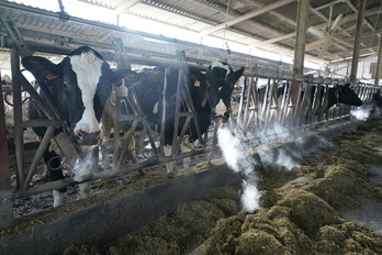 Vacas estabuladas en una explotación lechera de Karrantza