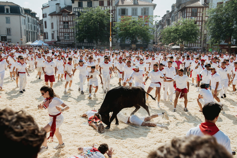 L'après-midi, les toros à roulettes de l'Encierro txiki avaient laissé place à des animaux bien vivants... L'après-midi, les toros à roulettes de l'Encierro txiki avaient laissé place à des animaux bien vivants...