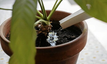 Arroser ses plantes avec de l’eau récupérée permet de faire des économies.