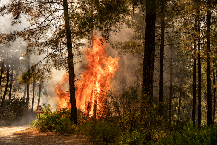 Los voraces incendios que está generando el cambio climático exigen una intensa política de prevención.