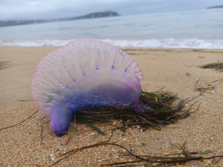 Las últimas carabelas llegadas a playas vascas son de considerable tamaño.