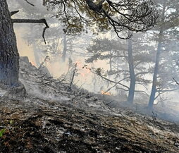 Las llamas avanzan por el terreno forestal de Urzainki.