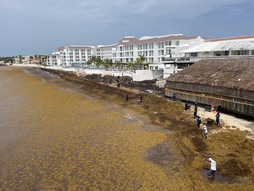 Aspecto de Playa del Carmen en julio, repleto de sargazo. 
