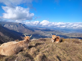 Vacas en Orduña desde lo alto de una colina.