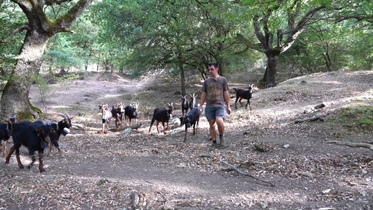 En el proyecto, financiarán a una explotación quesera para que lleve sus cabras a desbrozar caminos. 