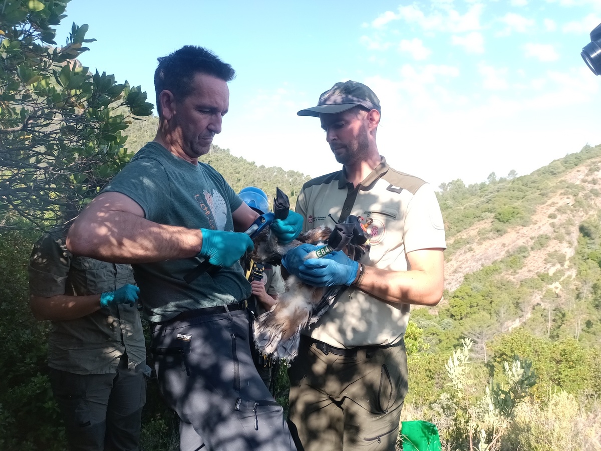 Personal del Guarderío de Medio Ambiente de Nafarroa marca una de las águilas. (GOBIERNO DE NAFARROA)