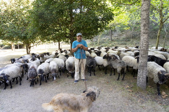 Urrutia, rodeado de su rebaño de ovejas de cara negra y su perro Artzai.
