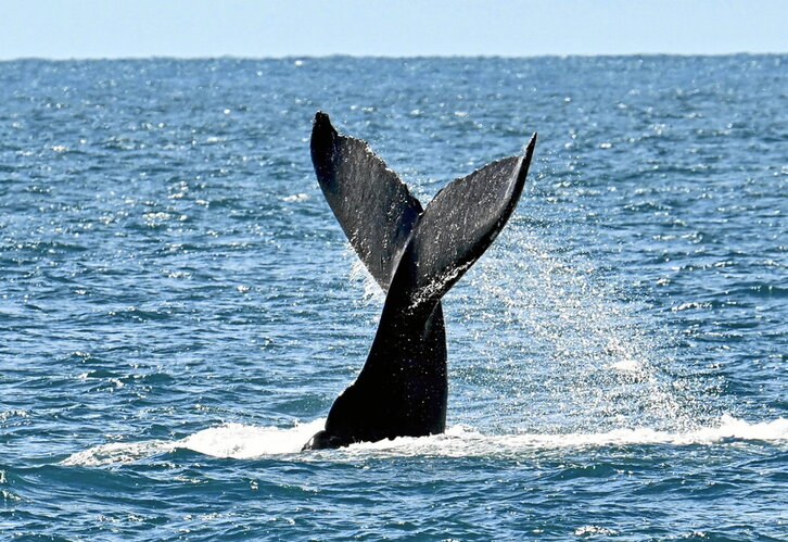 Cola de una ballena jorobada en Abrolhos, el mayor santuario del Atlántico Sur.