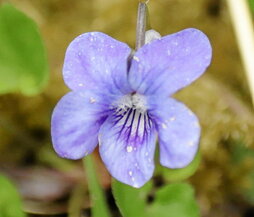 «Viola diversifolia», arriskuan den Pirinioetako espezie endemikoetako bat.