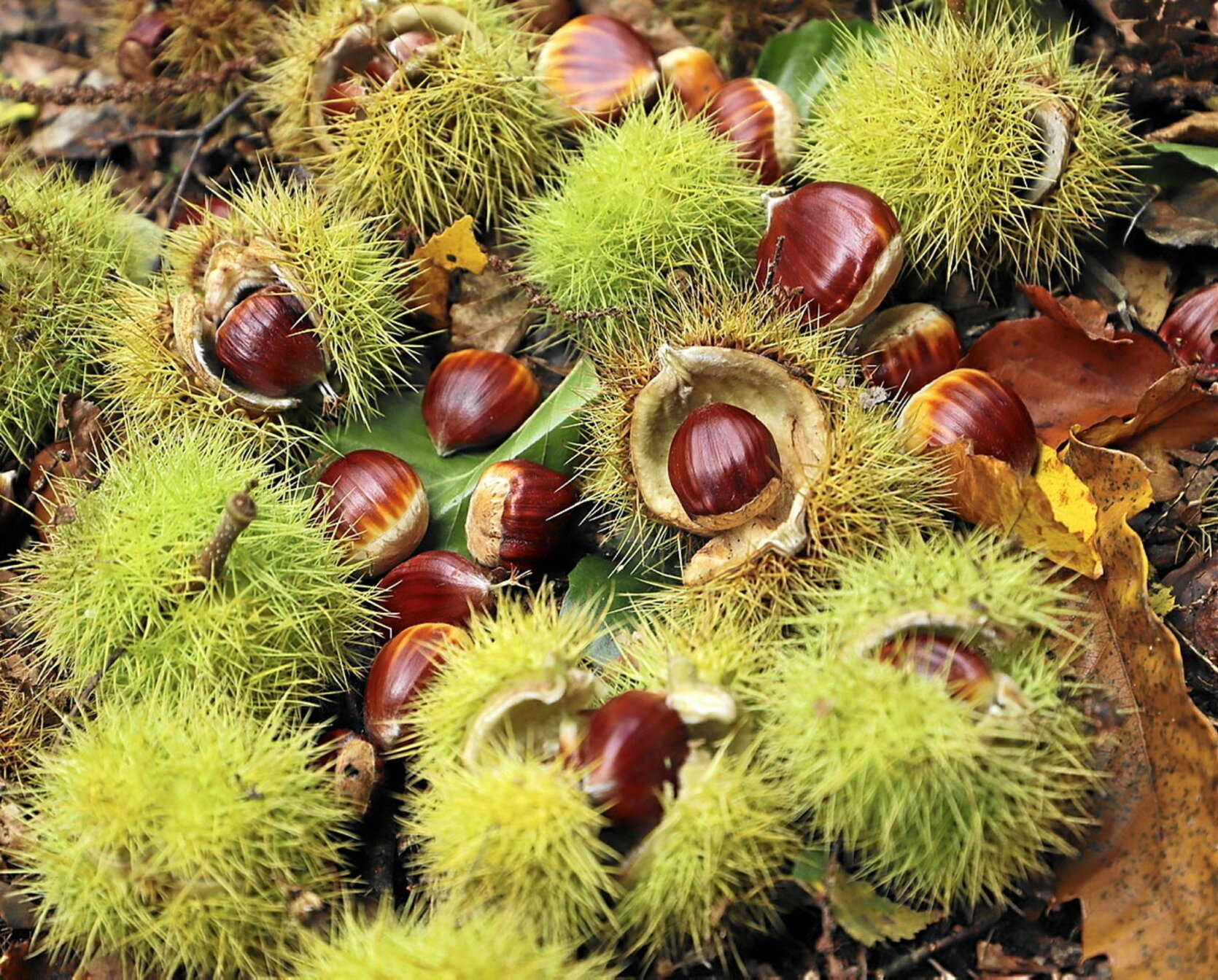 No hay otoño sin castañas