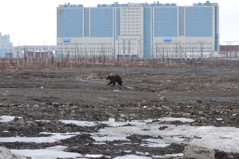 Un oso solitario merodea en las cercanías del hospital de la ciudad de Norilsk, ubicada en el ártico ruso.