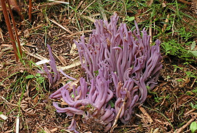 «Clavaria violaceopulchra» onddoa.