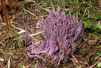 «Clavaria violaceopulchra» onddoa.