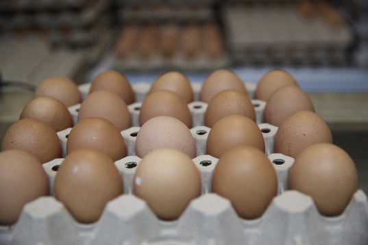 El origen del brote ha sido el consumo de huevos contaminados con salmonela.
