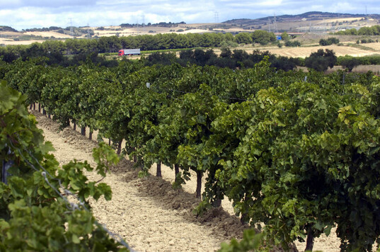 Viñedos en Erriberri.